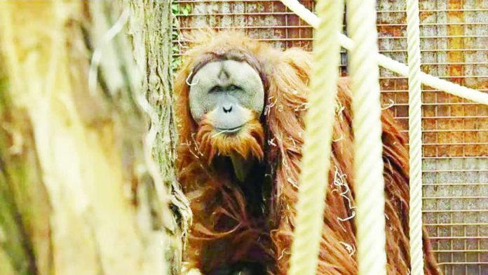 Indonesia.JPG_resized The rare Tapanuli orangutan was only discovered in 2017 but researchers fear it could be headed for extinction. GETTY IMAGES