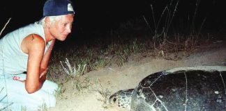 Mona Khalil had dedicated much of her life to protecting endangered turtles along Lebanon's south coast. AFP VIA GETTY IMAGES