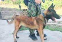 Narcotics detection dogs to boost anti-drug campaign in Iloilo A dog and its handler undergoing the Narcotics Detection Dog and Handlers Course in Iloilo City in an undated photo. Iloilo Police Provincial Office spokesperson Lt. Col. Arnel Solis on Friday, June 26, 2026, said at least 22 dogs and their handlers are set to graduate on July 6 and will be deployed in ports across the province. PHOTO FROM BALITA HALIN SA KAPITOLYO