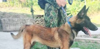 A dog and its handler undergoing the Narcotics Detection Dog and Handlers Course in Iloilo City in an undated photo. Iloilo Police Provincial Office spokesperson Lt. Col. Arnel Solis on Friday, June 26, 2026, said at least 22 dogs and their handlers are set to graduate on July 6 and will be deployed in ports across the province. PHOTO FROM BALITA HALIN SA KAPITOLYO