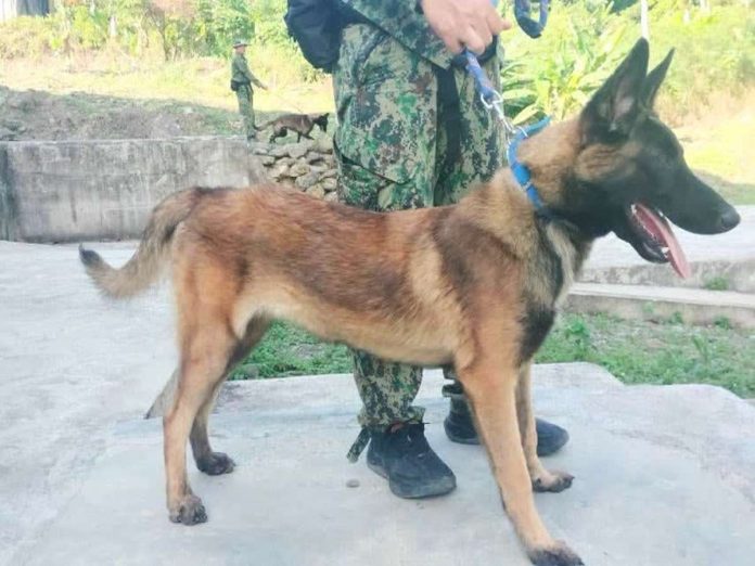 Narcotics_detection_dogs_compressed_resized A dog and its handler undergoing the Narcotics Detection Dog and Handlers Course in Iloilo City in an undated photo. Iloilo Police Provincial Office spokesperson Lt. Col. Arnel Solis on Friday, June 26, 2026, said at least 22 dogs and their handlers are set to graduate on July 6 and will be deployed in ports across the province. PHOTO FROM BALITA HALIN SA KAPITOLYO