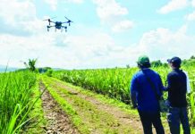 SRA deploys drones vs RSSI infestation affecting over 2,200 hectares in Visayas A drone disperses insecticide over sugarcane fields in Hacienda Agho, Barangay Camandag, La Castellana, Negros Occidental, as part of the Sugar Regulatory Administration’s intensified campaign against the Red-Striped Soft Scale Insect (RSSI). The drone-assisted operation aims to contain the pest infestation that has already affected more than 2,200 hectares of sugarcane plantations across four Visayas provinces. SRA PHOTO