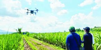 A drone disperses insecticide over sugarcane fields in Hacienda Agho, Barangay Camandag, La Castellana, Negros Occidental, as part of the Sugar Regulatory Administration’s intensified campaign against the Red-Striped Soft Scale Insect (RSSI). The drone-assisted operation aims to contain the pest infestation that has already affected more than 2,200 hectares of sugarcane plantations across four Visayas provinces. SRA PHOTO
