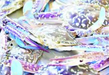 Negros biz group, prov’l gov’t push reforms after U.S. blocks Philippine blue crab exports Negros biz group, prov’l gov’t push reforms after U.S. blocks Philippine blue crab exports