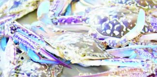 Negros biz group, prov’l gov’t push reforms after U.S. blocks Philippine blue crab exports
