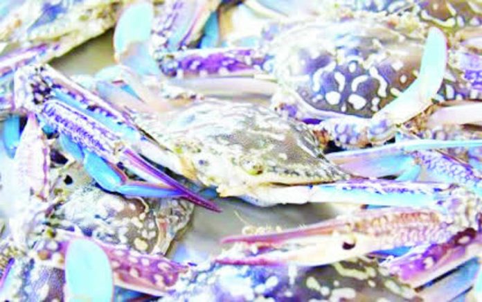 Negros biz group, prov’l gov’t push reforms after U.S. blocks Philippine blue crab exports
