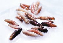 Larvae of the screwworm fly collected from infected cows. REUTERS
