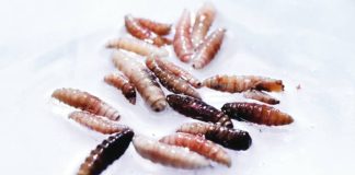 Larvae of the screwworm fly collected from infected cows. REUTERS
