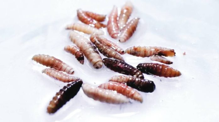 Larvae of the screwworm fly collected from infected cows. REUTERS