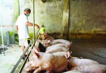 The Province of Aklan has strengthened its border control amid suspected, probable, and confirmed African swine fever (ASF) cases in Capiz, Iloilo Province, and the Negros Island Region. Photo shows a local raiser tending to his pigs at a backyard farm in Aklan. FILE PHOTO COURTESY OF AKLAN NEWS FORUM