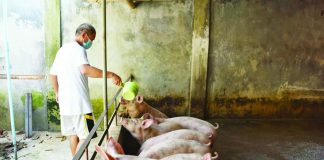 The Province of Aklan has strengthened its border control amid suspected, probable, and confirmed African swine fever (ASF) cases in Capiz, Iloilo Province, and the Negros Island Region. Photo shows a local raiser tending to his pigs at a backyard farm in Aklan. FILE PHOTO COURTESY OF AKLAN NEWS FORUM