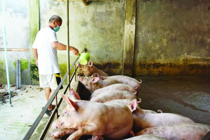 front_pic_compressed_resized The Province of Aklan has strengthened its border control amid suspected, probable, and confirmed African swine fever (ASF) cases in Capiz, Iloilo Province, and the Negros Island Region. Photo shows a local raiser tending to his pigs at a backyard farm in Aklan. FILE PHOTO COURTESY OF AKLAN NEWS FORUM