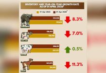 The Philippine Statistics Authority recorded 122,526 heads of carabao across Western Visayas in the first quarter of 2026 – lower than the 133,655 heads logged in the same period last year. The region’s swine inventory also dropped to 258,551 heads as of April 1, 2026 from 257,175 heads listed in the same date in 2025.