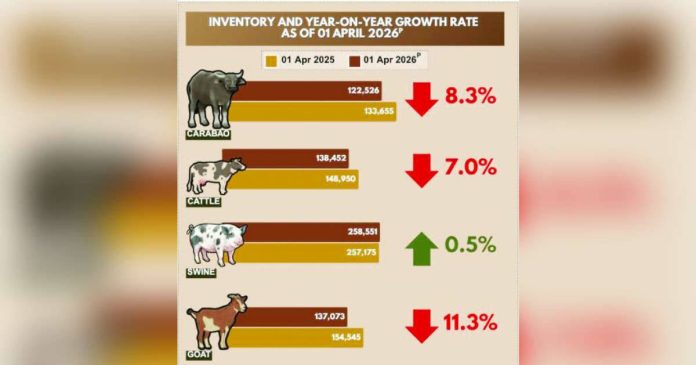 hog production.JPG_superimposed The Philippine Statistics Authority recorded 122,526 heads of carabao across Western Visayas in the first quarter of 2026 – lower than the 133,655 heads logged in the same period last year. The region’s swine inventory also dropped to 258,551 heads as of April 1, 2026 from 257,175 heads listed in the same date in 2025.
