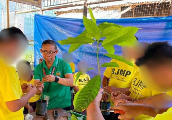 Persons Deprived of Liberty at the Iloilo District Jail in Barangay Nanga, Pototan town participate in a coffee farming orientation conducted by the Iloilo Provincial Agriculture Office. The training equipped 30 inmates with practical skills in coffee propagation, plantation management, harvesting, and post-harvest processing as part of the province’s rehabilitation and reintegration program aimed at preparing them for sustainable livelihood opportunities upon their return to the community. PHOTOS COURTESY OF ILOILO PROVINCIAL AGRICULTURE OFFICE
