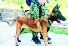 Iloilo to station 26 K9 dogs at ports, airport to block drug entry This is one of the K9 dogs undergoing specialized narcotics detection training that will soon be deployed to Iloilo Province’s seaports and the Iloilo International Airport as part of the provincial government’s intensified efforts to intercept illegal drugs before they reach local communities. BALITA HALIN SA KAPITOLYO