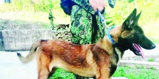 This is one of the K9 dogs undergoing specialized narcotics detection training that will soon be deployed to Iloilo Province’s seaports and the Iloilo International Airport as part of the provincial government’s intensified efforts to intercept illegal drugs before they reach local communities. BALITA HALIN SA KAPITOLYO