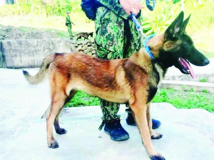 ime_K9_copy_compressed_resized This is one of the K9 dogs undergoing specialized narcotics detection training that will soon be deployed to Iloilo Province’s seaports and the Iloilo International Airport as part of the provincial government’s intensified efforts to intercept illegal drugs before they reach local communities. BALITA HALIN SA KAPITOLYO