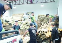 The apprehended forest products were properly documented and secured at the Capiz Provincial Environment and Natural Resources Office storage facility, together with previously confiscated forest products, subject to appropriate legal and administrative actions. DENR REGION 6 PHOTO