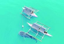 Libertad launches Western Visayas’ first whale shark watching site A whale shark (butanding) swam alongside traditional banca boats during the soft opening of Western Visayas' first whale shark watching eco-tourism destination in Sitio Idiayan, Barangay Barusbus, Libertad, Antique, on July 16. The project aims to promote sustainable tourism while protecting the endangered marine species and creating livelihood opportunities for local communities. PROVINCE OF ANTIQUE PHOTO