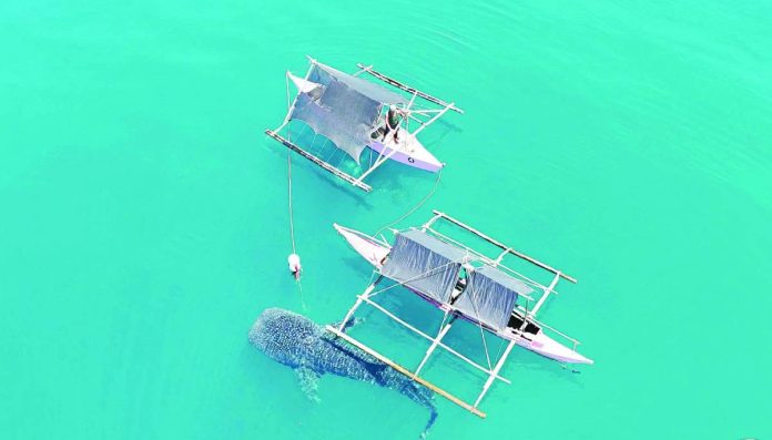 Antique whale copy_compressed A whale shark (butanding) swam alongside traditional banca boats during the soft opening of Western Visayas' first whale shark watching eco-tourism destination in Sitio Idiayan, Barangay Barusbus, Libertad, Antique, on July 16. The project aims to promote sustainable tourism while protecting the endangered marine species and creating livelihood opportunities for local communities. PROVINCE OF ANTIQUE PHOTO
