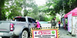 Veterinary inspectors conduct checkpoint inspections at one of Antique's border control stations as the provincial government intensifies biosecurity measures to prevent the entry of African Swine Fever. Gov. Paolo Javier has ordered stricter border enforcement and the deployment of additional inspectors to keep the province free of the disease. K5 ANTIQUE FB PHOTO