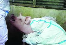 Personnel from the Bacolod City Veterinary Office and ASF Task Force, assisted by the Bacolod City Police Office and Barangay Taculing officials, conducted random sampling at several backyard pig farms in Purok 5, Barangay Taculing as part of intensified surveillance to contain the spread of African Swine Fever (ASF) following the city's first confirmed cases. BCCO PHOTO