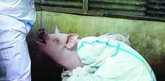 Personnel from the Bacolod City Veterinary Office and ASF Task Force, assisted by the Bacolod City Police Office and Barangay Taculing officials, conducted random sampling at several backyard pig farms in Purok 5, Barangay Taculing as part of intensified surveillance to contain the spread of African Swine Fever (ASF) following the city's first confirmed cases. BCCO PHOTO
