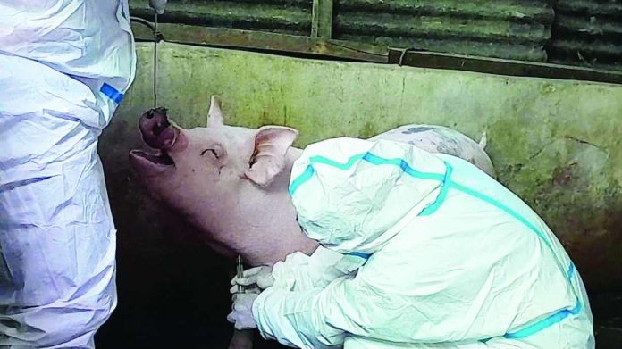 Personnel from the Bacolod City Veterinary Office and ASF Task Force, assisted by the Bacolod City Police Office and Barangay Taculing officials, conducted random sampling at several backyard pig farms in Purok 5, Barangay Taculing as part of intensified surveillance to contain the spread of African Swine Fever (ASF) following the city's first confirmed cases. BCCO PHOTO