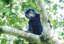 New monkey species with orange lips found ‘hiding’ in DR Congo forest A newly discovered species of monkey is photographed sitting on a branch of a leafy tree, in the forests of the Democratic Republic of Congo. The monkey has black fur and a black face with particularly striking pinkish-orange lips. JUNIOR AMBOKO