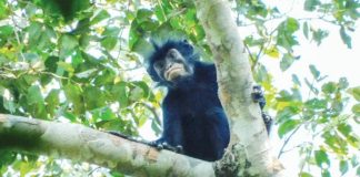 A newly discovered species of monkey is photographed sitting on a branch of a leafy tree, in the forests of the Democratic Republic of Congo. The monkey has black fur and a black face with particularly striking pinkish-orange lips. JUNIOR AMBOKO