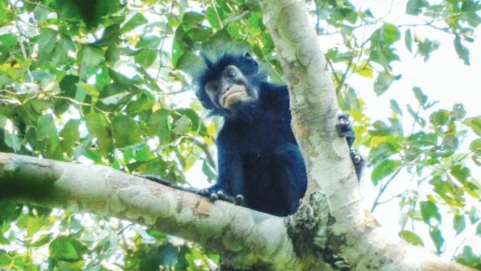 Congo A newly discovered species of monkey is photographed sitting on a branch of a leafy tree, in the forests of the Democratic Republic of Congo. The monkey has black fur and a black face with particularly striking pinkish-orange lips. JUNIOR AMBOKO