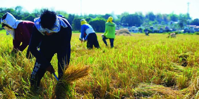 Farm workers harvest palay under the midday sun. The Agriculture-based Central Data Ecosystem Platform 1.0 launched on July 22, 2026 seeks to expedite services such as profile registration of farmers which will now only take five minutes from the usual 10 days. PHOTO BY JESSICA BARTOLOME/GMA NEWS