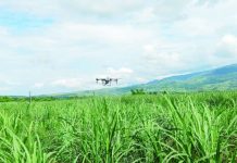Negros capitol, sugar groups reject aerial spraying vs RSSI A drone sprays insecticide over a red-striped soft scale insect (RSSI)-infested sugarcane plantation in Barangay Santa Rosa, Murcia, Negros Occidental. The use of aerial spraying has sparked debate after the Negros Occidental provincial government, sugar producers, and labor groups opposed the proposed large-scale campaign, citing environmental, health, and cost concerns while advocating biological control and targeted ground-based pest management instead. SRA PHOTO