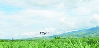A drone sprays insecticide over a red-striped soft scale insect (RSSI)-infested sugarcane plantation in Barangay Santa Rosa, Murcia, Negros Occidental. The use of aerial spraying has sparked debate after the Negros Occidental provincial government, sugar producers, and labor groups opposed the proposed large-scale campaign, citing environmental, health, and cost concerns while advocating biological control and targeted ground-based pest management instead. SRA PHOTO