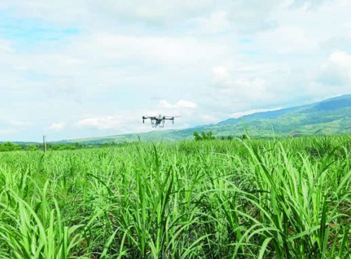 NegOcc_aerial_spraying_compressed_resized A drone sprays insecticide over a red-striped soft scale insect (RSSI)-infested sugarcane plantation in Barangay Santa Rosa, Murcia, Negros Occidental. The use of aerial spraying has sparked debate after the Negros Occidental provincial government, sugar producers, and labor groups opposed the proposed large-scale campaign, citing environmental, health, and cost concerns while advocating biological control and targeted ground-based pest management instead. SRA PHOTO