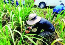 NegOcc adopts unified protocol to curb sugar pest infestation Entomologists from the Sugar Regulatory Administration inspected a sugarcane field in northern Negros Occidental affected by the Red Striped Soft Scale Insect (RSSI) as part of ongoing monitoring and pest management efforts. SRA PHOTO
