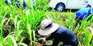 Entomologists from the Sugar Regulatory Administration inspected a sugarcane field in northern Negros Occidental affected by the Red Striped Soft Scale Insect (RSSI) as part of ongoing monitoring and pest management efforts. SRA PHOTO