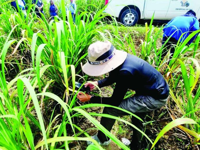 NegOcc_rssi_protocol_copy_compressed_resized Entomologists from the Sugar Regulatory Administration inspected a sugarcane field in northern Negros Occidental affected by the Red Striped Soft Scale Insect (RSSI) as part of ongoing monitoring and pest management efforts. SRA PHOTO