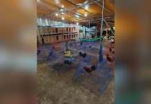 Negros SP member under probe over alleged online ‘sabong’ operation Police personnel inventory 142 live fighting cocks, 106 dead fighting cocks, 156 gaffs, and other equipment recovered during a joint law enforcement operation at Hacienda Pilar in Barangay Alicante, E.B. Magalona, Negros Occidental on July 8. Authorities said the operation, which initially targeted a wanted person, led to the discovery of an alleged illegal online sabong operation. Four suspects were arrested, while a Negros Occidental provincial board member is under investigation as a person of interest in the case. PRO-NIR PHOTO