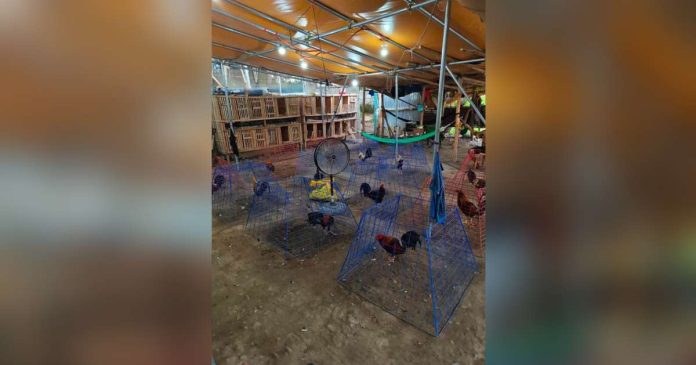 Negros SP sabong_compressed_superimposed Police personnel inventory 142 live fighting cocks, 106 dead fighting cocks, 156 gaffs, and other equipment recovered during a joint law enforcement operation at Hacienda Pilar in Barangay Alicante, E.B. Magalona, Negros Occidental on July 8. Authorities said the operation, which initially targeted a wanted person, led to the discovery of an alleged illegal online sabong operation. Four suspects were arrested, while a Negros Occidental provincial board member is under investigation as a person of interest in the case. PRO-NIR PHOTO