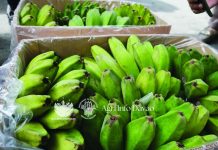 PH ‘saba’ bananas strengthen New Zealand export foothold