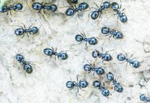 S. Korea restaurateur faces jail for using ants as dessert garnish A restaurant in South Korea allegedly used some 49,000 ants in various dishes, such as ant-topped sorbet, over four years. GETTY IMAGES