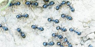 A restaurant in South Korea allegedly used some 49,000 ants in various dishes, such as ant-topped sorbet, over four years. GETTY IMAGES