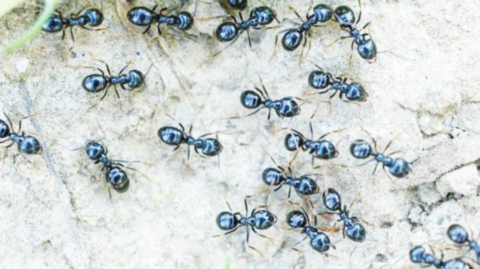 South Korea A restaurant in South Korea allegedly used some 49,000 ants in various dishes, such as ant-topped sorbet, over four years. GETTY IMAGES
