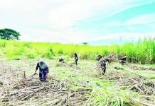 TWO-DAY DEADLINE | DA warns WV farmers: report calamity damage or lose insurance Sugarcane farmers in Negros Occidental are set to receive P10,000 each in government cash assistance following the Red-Striped Soft Scale Insect (RSSI) outbreak. More than 12,000 validated farmers across the Visayas will benefit from the program as the government rolls out financial aid and intensified pest control measures to help protect livelihoods and sustain sugar production.