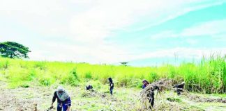 Sugarcane farmers in Negros Occidental are set to receive P10,000 each in government cash assistance following the Red-Striped Soft Scale Insect (RSSI) outbreak. More than 12,000 validated farmers across the Visayas will benefit from the program as the government rolls out financial aid and intensified pest control measures to help protect livelihoods and sustain sugar production.