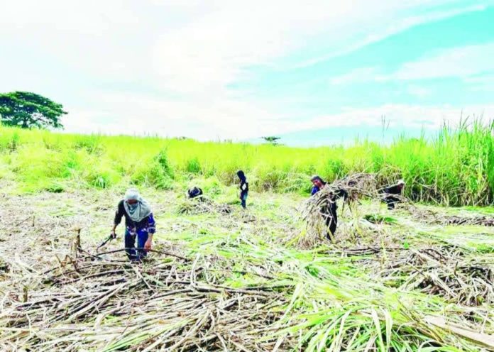Sugarcane_farmers_aid_compressed_resized Sugarcane farmers in Negros Occidental are set to receive P10,000 each in government cash assistance following the Red-Striped Soft Scale Insect (RSSI) outbreak. More than 12,000 validated farmers across the Visayas will benefit from the program as the government rolls out financial aid and intensified pest control measures to help protect livelihoods and sustain sugar production.