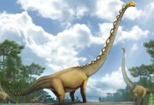 This is an artist’s impression of a new dinosaur discovered in Thailand. ARTWORK BY PAKORN CHOTCHAIYAPORN