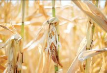 Staples like maize, sorghum and soybean have failed in Uganda due to severe drought. GETTY IMAGES